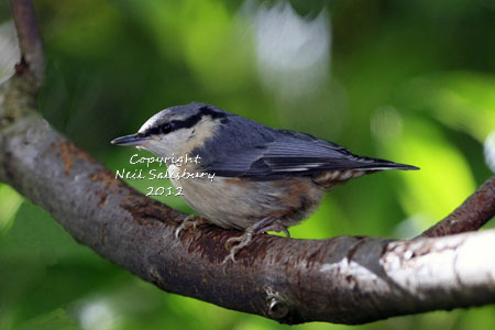 Garden bird photography by Betty Fold Gallery Hawkshead Cumbria